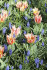 Тюльпан Квебек (Tulipa Quebec), 10 шт (разбор 11/12)