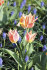 Тюльпан Квебек (Tulipa Quebec), 10 шт (разбор 11/12)