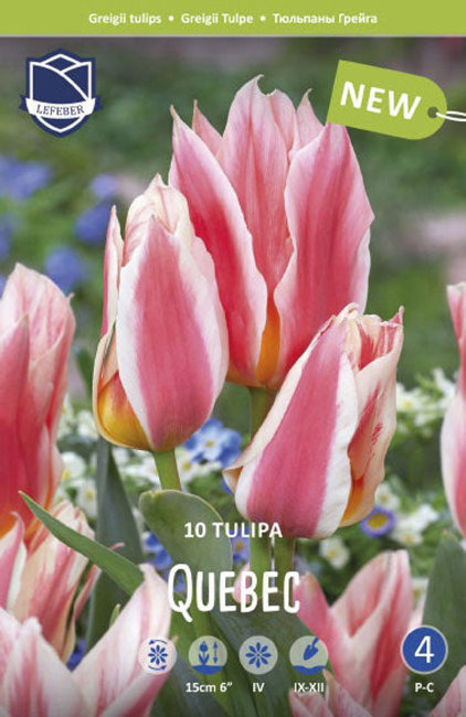 Тюльпан Квебек (Tulipa Quebec), 10 шт (разбор 11/12)