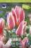 Тюльпан Квебек (Tulipa Quebec), 10 шт (разбор 11/12)