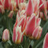 Тюльпан Квебек (Tulipa Quebec), 10 шт (разбор 11/12)