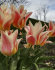 Тюльпан Квебек (Tulipa Quebec), 10 шт (разбор 11/12)