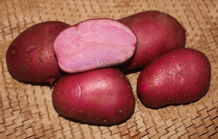 Купить картофель семенной сюрприз (2 кг) по цене 350 руб. в интернетмагазине \