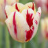 Тюльпан Гранд Перфекшн (Tulipa Grand Perfection), 5 шт (разбор 11/12)