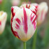 Тюльпан Гранд Перфекшн (Tulipa Grand Perfection), 5 шт (разбор 11/12)