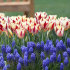 Тюльпан Гранд Перфекшн (Tulipa Grand Perfection), 5 шт (разбор 11/12)