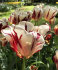 Тюльпан Гранд Перфекшн (Tulipa Grand Perfection), 5 шт (разбор 11/12)