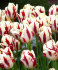 Тюльпан Гранд Перфекшн (Tulipa Grand Perfection), 5 шт (разбор 11/12)