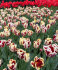 Тюльпан Гранд Перфекшн (Tulipa Grand Perfection), 5 шт (разбор 11/12)