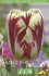 Тюльпан Гранд Перфекшн (Tulipa Grand Perfection), 5 шт (разбор 11/12)