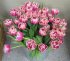 Тюльпан Колумбус (Tulipa Columbus), 10 шт (разбор 12/14)