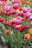 Тюльпан Колумбус (Tulipa Columbus), 10 шт (разбор 12/14)