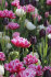 Тюльпан Колумбус (Tulipa Columbus), 10 шт (разбор 12/14)