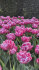 Тюльпан Колумбус (Tulipa Columbus), 10 шт (разбор 12/14)