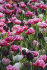 Тюльпан Колумбус (Tulipa Columbus), 10 шт (разбор 12/14)