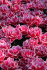 Тюльпан Колумбус (Tulipa Columbus), 10 шт (разбор 12/14)
