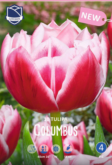 Тюльпан Колумбус (Tulipa Columbus), 10 шт (разбор 12/14)