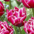 Тюльпан Колумбус (Tulipa Columbus), 10 шт (разбор 12/14)