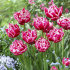 Тюльпан Колумбус (Tulipa Columbus), 10 шт (разбор 12/14)