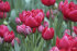 Тюльпан Эстетик (Tulipa Estatic), 10 шт (разбор 12/14)