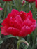 Тюльпан Эстетик (Tulipa Estatic), 10 шт (разбор 12/14)