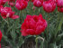 Тюльпан Эстетик (Tulipa Estatic), 10 шт (разбор 12/14)