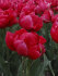 Тюльпан Эстетик (Tulipa Estatic), 10 шт (разбор 12/14)