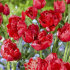 Тюльпан Эстетик (Tulipa Estatic), 10 шт (разбор 12/14)