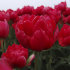 Тюльпан Эстетик (Tulipa Estatic), 10 шт (разбор 12/14)