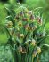 Рябчик Ува вульпис (Fritillaria uva-vulpis), 15 шт