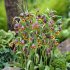 Рябчик Ува вульпис (Fritillaria uva-vulpis), 15 шт