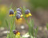 Рябчик Ува вульпис (Fritillaria uva-vulpis), 15 шт (разбор 8/9)