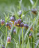 Рябчик Ува вульпис (Fritillaria uva-vulpis), 15 шт (разбор 8/9)