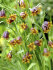 Рябчик Ува вульпис (Fritillaria uva-vulpis), 15 шт (разбор 8/9)