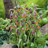 Рябчик Ува вульпис (Fritillaria uva-vulpis), 15 шт (разбор 8/9)