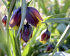 Рябчик Ува вульпис (Fritillaria uva-vulpis), 15 шт (разбор 8/9)
