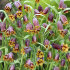 Рябчик Ува вульпис (Fritillaria uva-vulpis), 15 шт (разбор 8/9)
