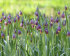 Рябчик Ува вульпис (Fritillaria uva-vulpis), 15 шт (разбор 8/9)
