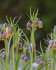 Рябчик Ува вульпис (Fritillaria uva-vulpis), 15 шт (разбор 8/9)