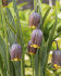 Рябчик Ува вульпис (Fritillaria uva-vulpis), 15 шт (разбор 8/9)
