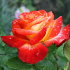 Роза Пигаль 85 (Pigal 85)
