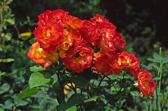 Роза Пигаль 85 (Pigal 85)
