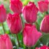 Тюльпан Леди Ван Эйк (Tulipa Lady van Eijk), 10 шт (разбор 12/14)