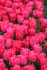 Тюльпан Леди Ван Эйк (Tulipa Lady van Eijk), 10 шт (разбор 12/14)