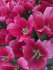 Тюльпан Леди Ван Эйк (Tulipa Lady van Eijk), 10 шт (разбор 12/14)