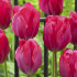 Тюльпан Леди Ван Эйк (Tulipa Lady van Eijk), 10 шт (разбор 12/14)