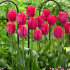 Тюльпан Леди Ван Эйк (Tulipa Lady van Eijk), 10 шт (разбор 12/14)