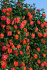 Роза Гримпан Орандж Мейландина (Grimpant Orange Meillandina)