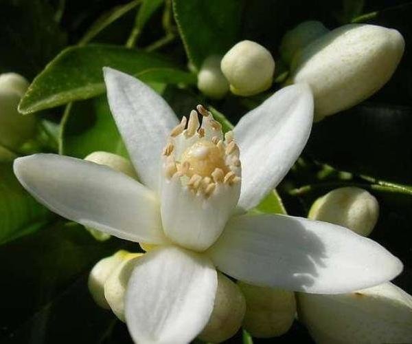 Neroli absolute