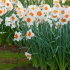 Нарцисс Профессор Эйнштейн (Narcissus Professor Einstein), 5 шт (разбор 12/14)